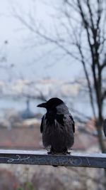 Bird perching on a branch