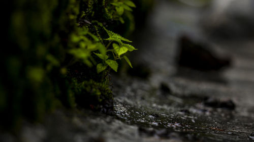 Close-up of small plant