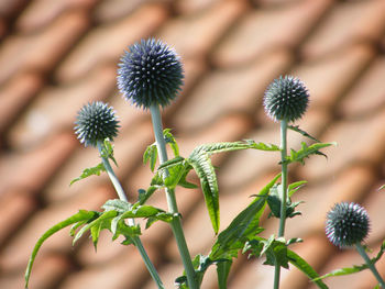 Close-up of flowers against blurred background