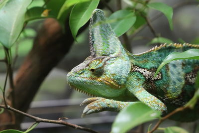 Close-up of lizard