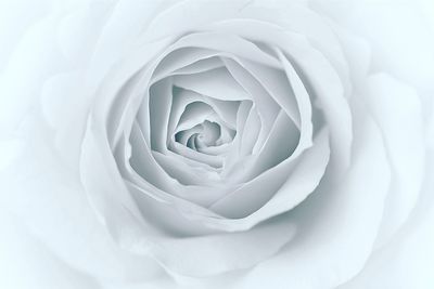 Close-up of white rose blooming outdoors