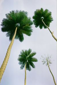 Low angle view of palm trees against sky