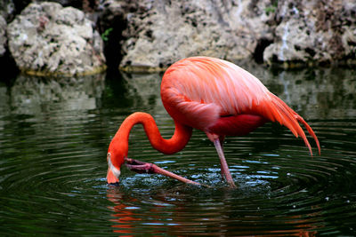 Close-up of flamingo drinking water