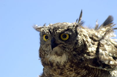 Close-up of owl