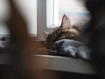 Close-up of an adult cat sleeping at home