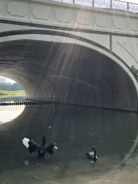 High angle view of swans swimming in lake
