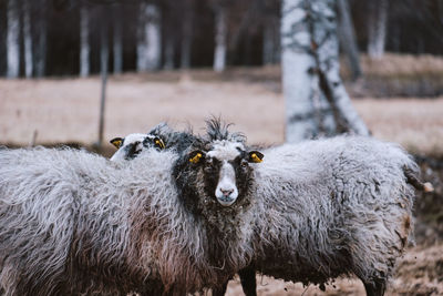 Portrait of sheep in a field