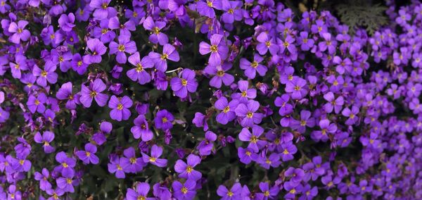 Full frame shot of purple flowering plants