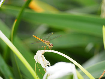 Close-up of insect on plant