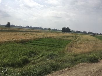 Scenic view of agricultural field against sky