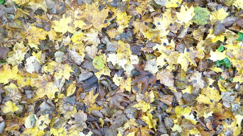 Close-up of fallen maple leaves on field