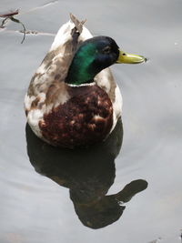 Close-up of duck in lake