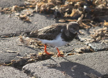 Close-up of bird perching on ground