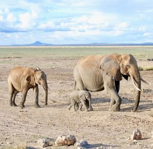 Elephant in a field