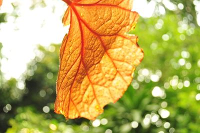 Close-up of orange leaf on tree during autumn