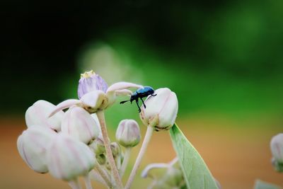 Close-up of bug on buds