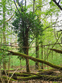 View of trees in forest