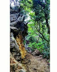 Trees on rock formation