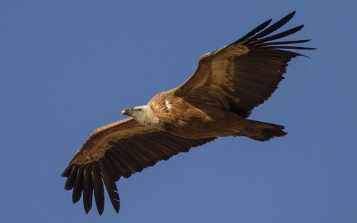 Low angle view of eagle flying against clear blue sky