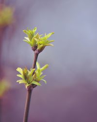 Close-up of yellow flowering plant