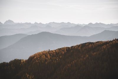 Colorful larch trees and layers of mountain ridges in the austrian alps in autumn.