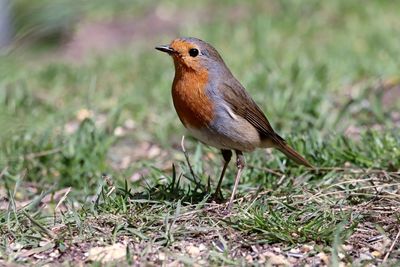 Close-up of a bird perching on a field