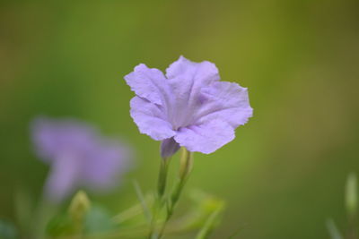 Close-up of purple flowering plant