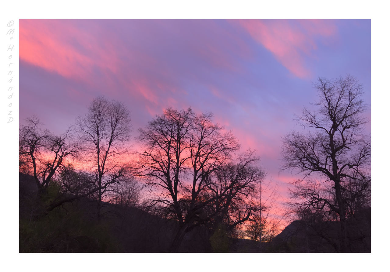 TREES AT SUNSET