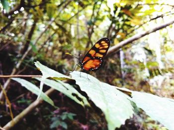 Close-up of butterfly on plant