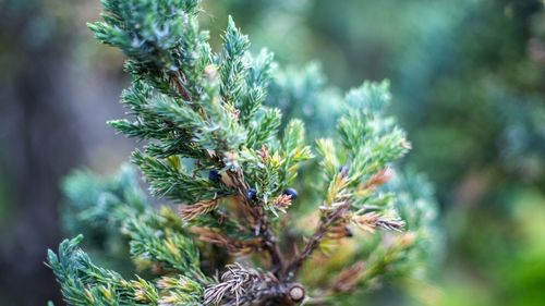 Close-up of pine tree