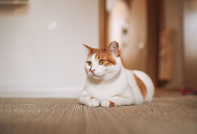 White and red domestic cat on floor in room at home