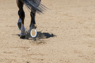 Low section of horse running on dirt road