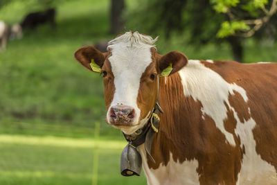 Close-up of horse