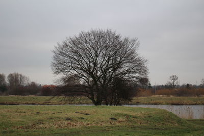 Bare tree on field against sky