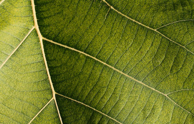 Full frame shot of green leaf