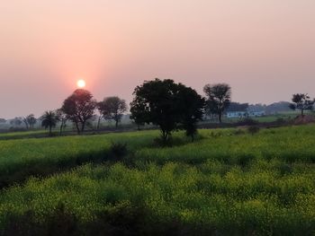 Trees on field against sky during sunset
