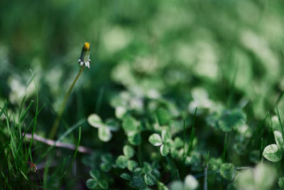 Close-up of purple crocus flowers on field