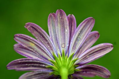 Close-up of wet purple flower