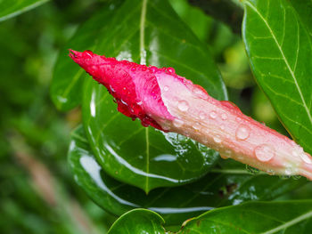 Close-up of water drops on pink rose leaves