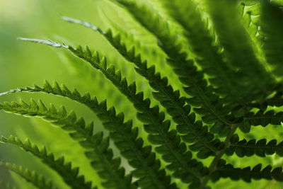 Close-up of palm tree