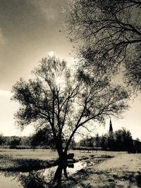 Bare trees on field