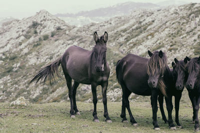 Asturcon breed horse, breed from northern spain, asturias in the mountains of peñamayor