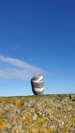 Close-up of rock on land against sky