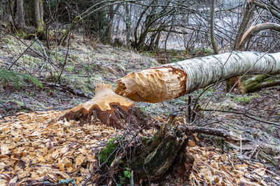 Fallen tree in forest