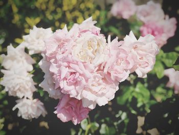 Close-up of pink roses