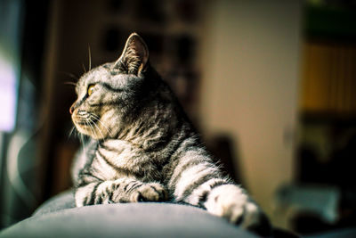 Close-up of a cat looking away