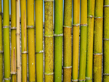 Full frame shot of bamboos