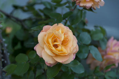 Close-up of roses blooming outdoors