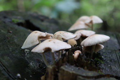 Close-up of mushrooms growing on field