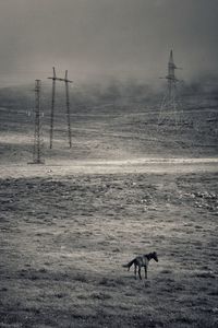 View of birds on land